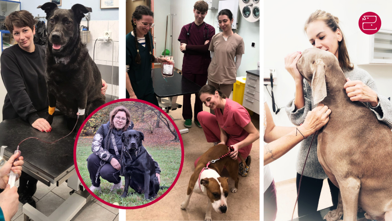 Psí hrdinové zachraňují životy 2